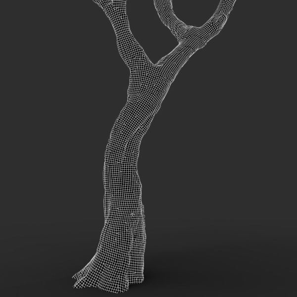 Tree eucalyptus