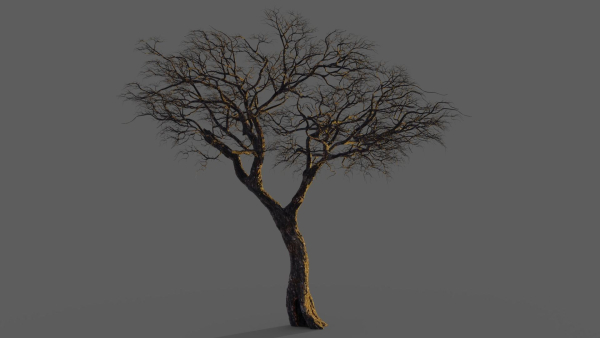 Tree eucalyptus