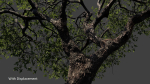 Tree eucalyptus