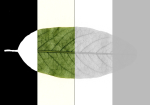 Tree eucalyptus