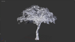 Tree eucalyptus