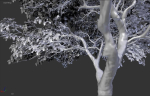 Tree eucalyptus