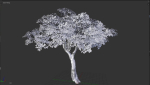 Tree eucalyptus