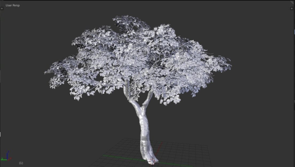Tree eucalyptus