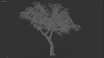 Tree eucalyptus
