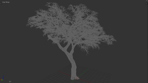 Tree eucalyptus