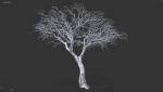 Tree eucalyptus
