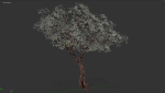 Tree eucalyptus