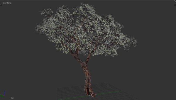Tree eucalyptus