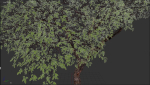 Tree eucalyptus