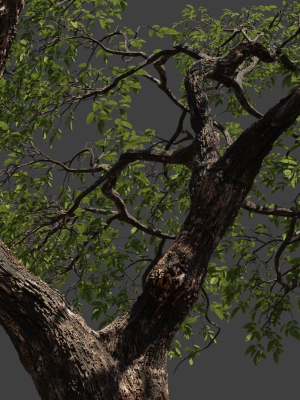 Tree eucalyptus