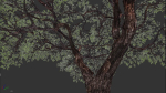 Tree eucalyptus