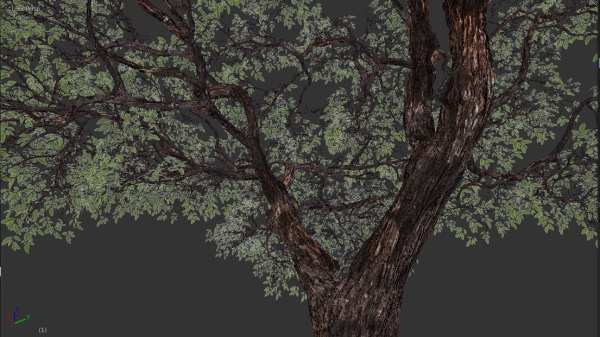 Tree eucalyptus
