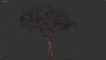 Tree eucalyptus