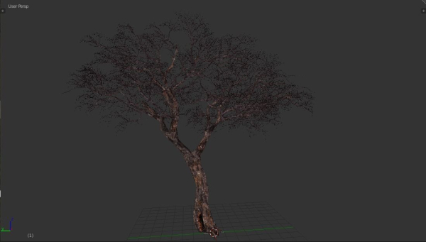 Tree eucalyptus