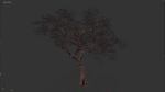 Tree eucalyptus