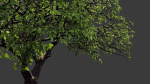 Tree eucalyptus
