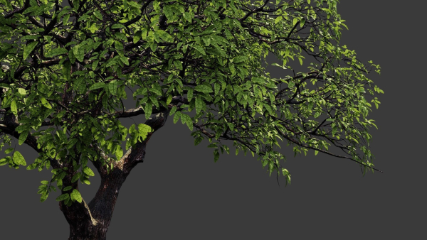 Tree eucalyptus