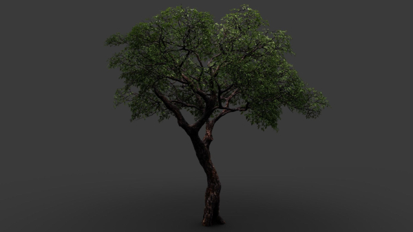 Tree eucalyptus