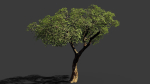 Tree eucalyptus
