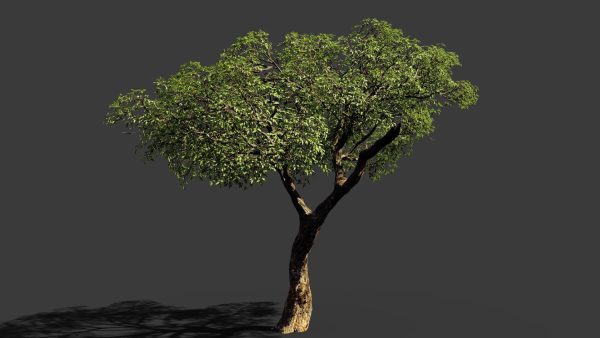 Tree eucalyptus