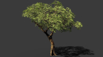 Tree eucalyptus