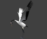 Red-crowned crane