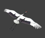Red-crowned crane