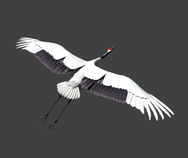Red-crowned crane