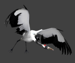 Red-crowned crane