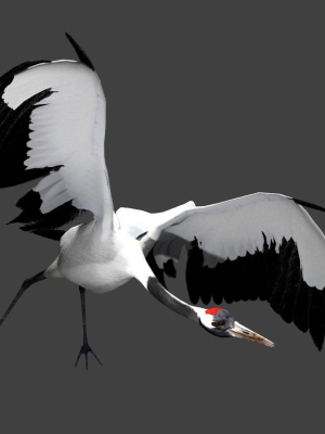 Red-crowned crane