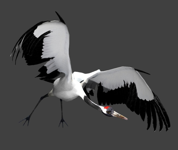 Red-crowned crane