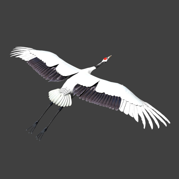 Red-crowned crane