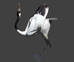 Red-crowned crane