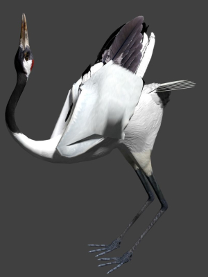 red-crowned-crane-3d-model-9bb3fe1eb0