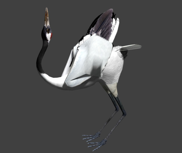 Red-crowned crane
