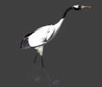 Red-crowned crane