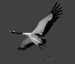 Red-crowned crane