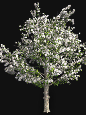 Red Delicious Apple Spring Tree