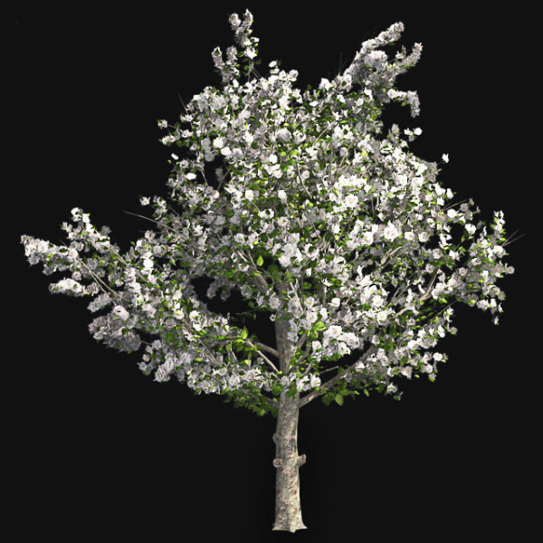 Red Delicious Apple Spring Tree