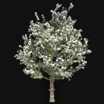 Red Delicious Apple Spring Tree