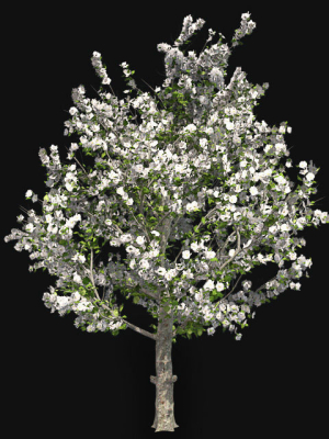 red-delicious-apple-spring-tree-3d-model-9e0f8d4dc8