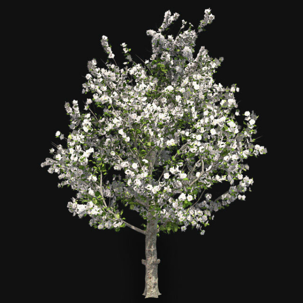 Red Delicious Apple Spring Tree