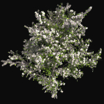 Red Delicious Apple Spring Tree