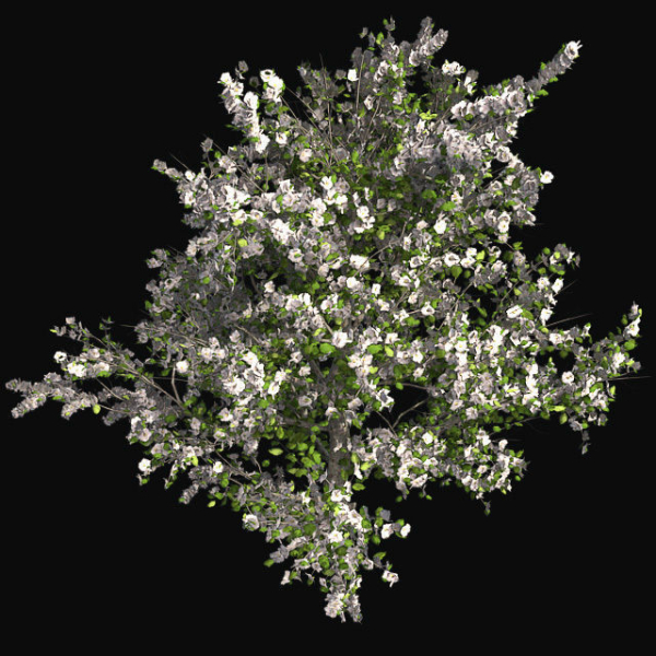 Red Delicious Apple Spring Tree