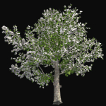 Red Delicious Apple Spring Tree