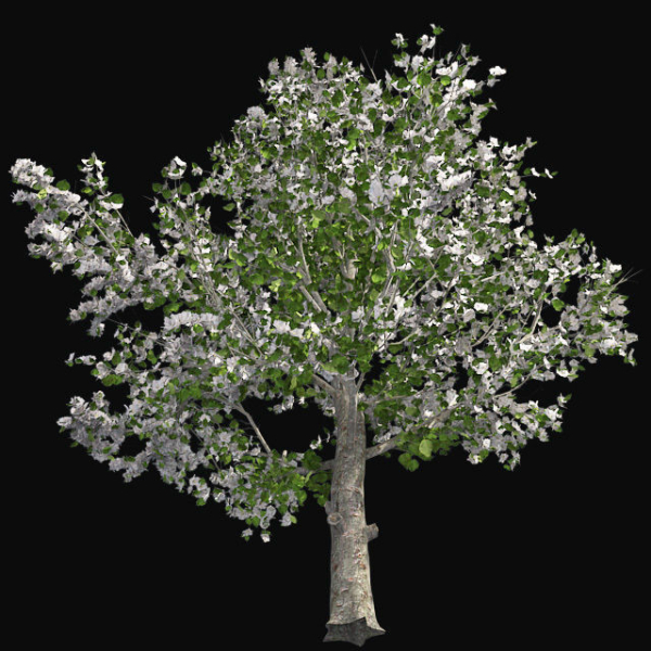 Red Delicious Apple Spring Tree