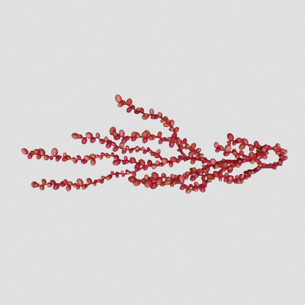 Red Grape Caulerpa single V2