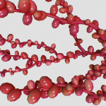 Red Grape Caulerpa single V2
