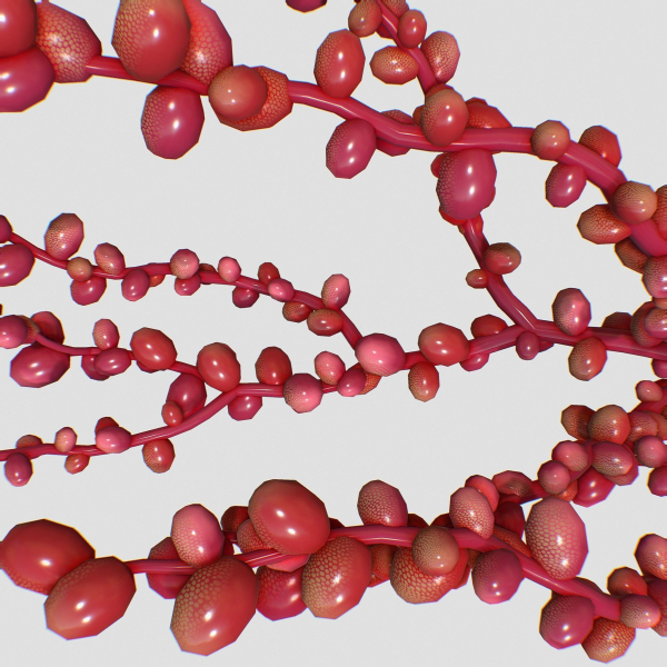 Red Grape Caulerpa single V2